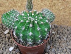 Echinopsis hybrid, květináč 7 cm - 12415407