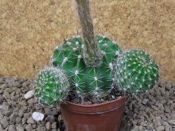 Echinopsis hybrid, květináč 7 cm - 12415408