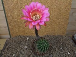 Echinopsis hybrid, květináč 7 cm - 12415409