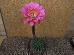 Echinopsis hybrid, květináč 7 cm - 12415410
