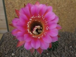 Echinopsis hybrid, květináč 7 cm