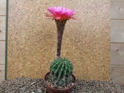 Echinopsis hybrid, květináč 7 cm - 12415414