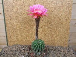 Echinopsis hybrid, květináč 7 cm - 12415415