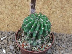 Echinopsis hybrid, květináč 7 cm - 12415416