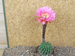 Echinopsis hybrid, květináč 7 cm - 12415417