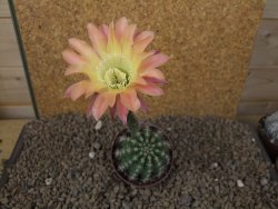 Echinopsis hybrid, květináč 7 cm - 12415418