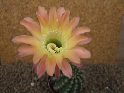 Echinopsis hybrid, květináč 7 cm - 12415421