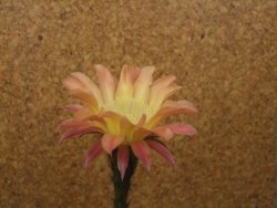Echinopsis hybrid, květináč 7 cm - 12415422