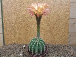 Echinopsis hybrid, květináč 7 cm - 12415423