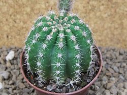 Echinopsis hybrid, květináč 7 cm - 12415424