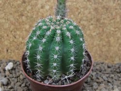 Echinopsis hybrid, květináč 7 cm - 12415425