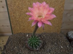 Echinopsis hybrid, květináč 6,5 cm - 12415426