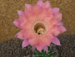 Echinopsis hybrid, květináč 6,5 cm - 12415428