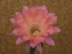 Echinopsis hybrid, květináč 6,5 cm - 12415429
