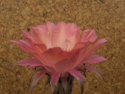 Echinopsis hybrid, květináč 6,5 cm - 12415430