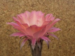 Echinopsis hybrid, květináč 6,5 cm - 12415431