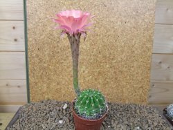 Echinopsis hybrid, květináč 6,5 cm - 12415432