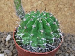 Echinopsis hybrid, květináč 6,5 cm - 12415433