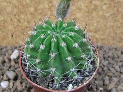 Echinopsis hybrid, květináč 6,5 cm - 12415434