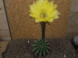 Echinopsis hybrid, květináč 7 cm - 12415435