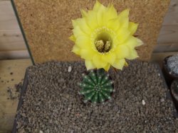 Echinopsis hybrid, květináč 7 cm - 12415436