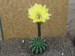 Echinopsis hybrid, květináč 7 cm - 12415439