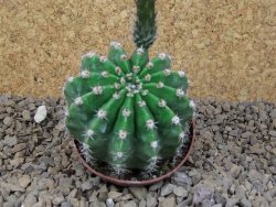 Echinopsis hybrid, květináč 7 cm - 12415440