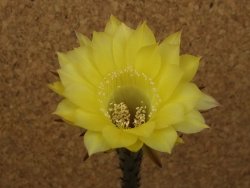 Echinopsis hybrid, květináč 7 cm - 12415441