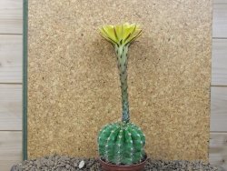 Echinopsis hybrid, květináč 7 cm - 12415442