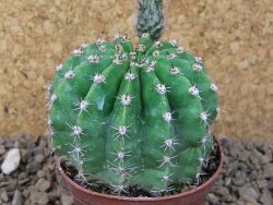 Echinopsis hybrid, květináč 7 cm - 12415443