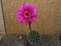 Echinopsis hybrid, květináč 6,5 cm - 12415444
