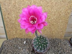 Echinopsis hybrid, květináč 6,5 cm - 12415445