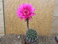 Echinopsis hybrid, květináč 6,5 cm - 12415446