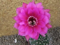 Echinopsis hybrid, květináč 6,5 cm - 12415447