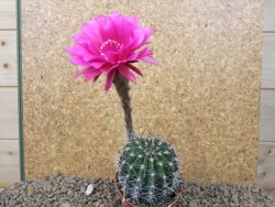 Echinopsis hybrid, květináč 6,5 cm - 12415449