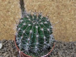Echinopsis hybrid, květináč 6,5 cm - 12415450