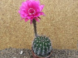Echinopsis hybrid, květináč 6,5 cm - 12415451
