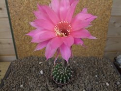 Echinopsis hybrid aff eyresii, květináč 5,5 cm - 12415452