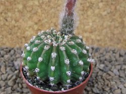 Echinopsis hybrid aff eyresii, květináč 5,5 cm - 12415453