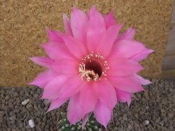 Echinopsis hybrid aff eyresii, květináč 5,5 cm
