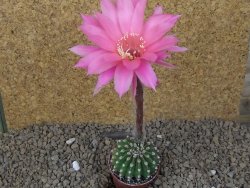 Echinopsis hybrid aff eyresii, květináč 5,5 cm - 12415457