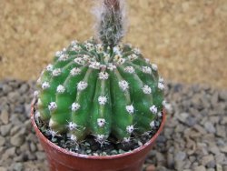 Echinopsis hybrid aff eyresii, květináč 5,5 cm - 12415458
