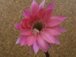 Echinopsis hybrid, květináč 5,5 cm - 12415463