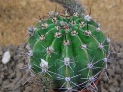 Echinopsis hybrid, květináč 5,5 cm - 12415464