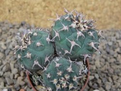 Gymnocalycium spegazzinii unguispinum SL 44b, 5,5 cm květináč - 12415473
