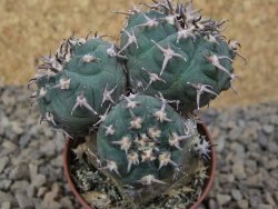 Gymnocalycium spegazzinii unguispinum SL 44b, 5,5 cm květináč