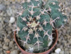 Gymnocalycium spegazzinii unguispinum SL 44b, 5,5 cm květináč - 12415475
