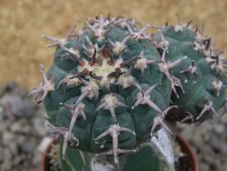 Gymnocalycium spegazzinii unguispinum SL 44b, 5,5 cm květináč - 12415476
