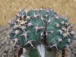 Gymnocalycium spegazzinii unguispinum SL 44b, 5,5 cm květináč - 12415477