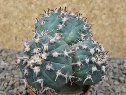 Gymnocalycium spegazzinii unguispinum SL 44b, 5,5 cm květináč - 12415479